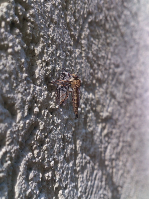 Asilidae - rablólégyfélék