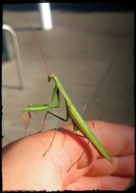 Mantis religiosa - imádkozósáska