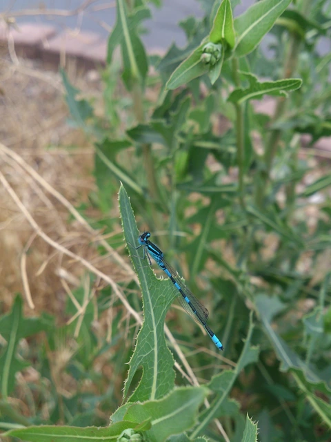 Coenagrion scitulum - mediterrán légivadász