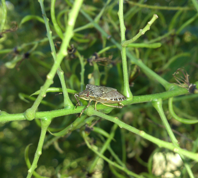 Halyomorpha halys - ázsiai márványospoloska