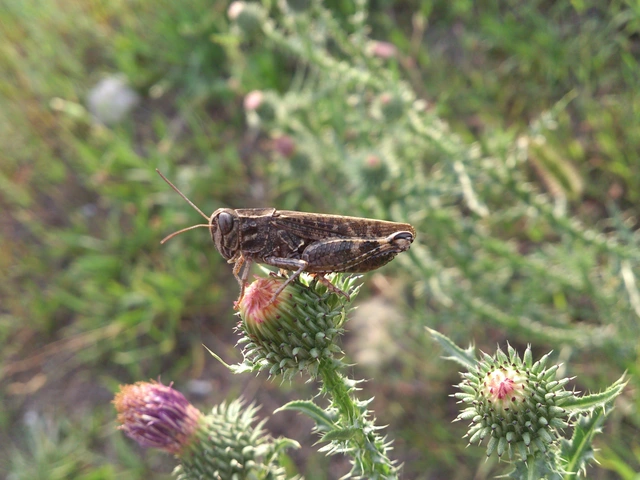 Acrididae - sáskák