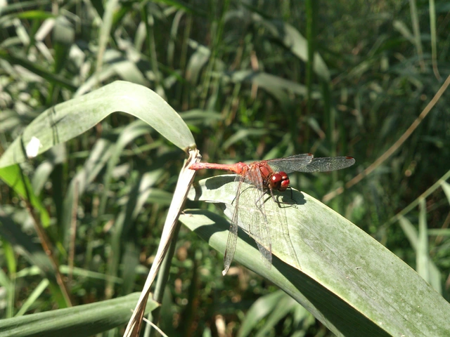 Sympetrum sanguineum - vörös katona-szitakötő