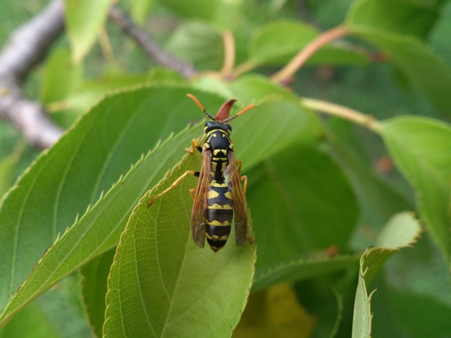Vespidae - redősszárnyúdarazsak
