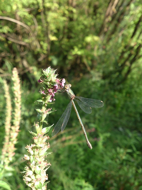 Chalcolestes viridis - nyugati zöld-rablószitakötő