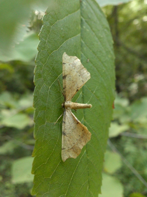 Artiora evonymaria - kecskerágó-araszoló