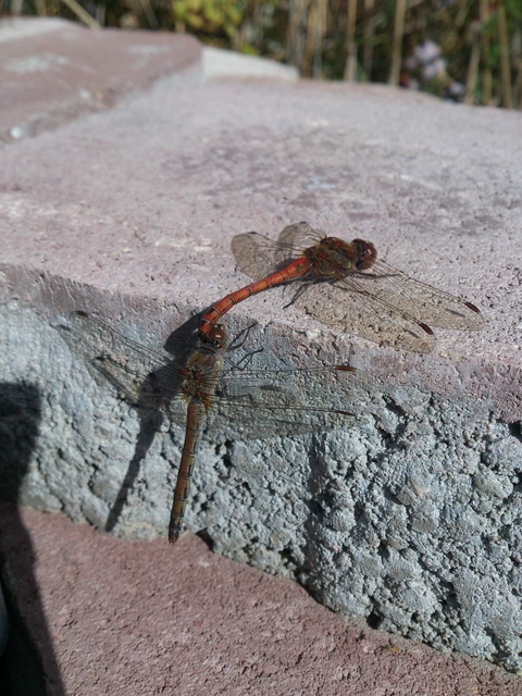 Sympetrum striolatum - harántsávos katona-szitakötő