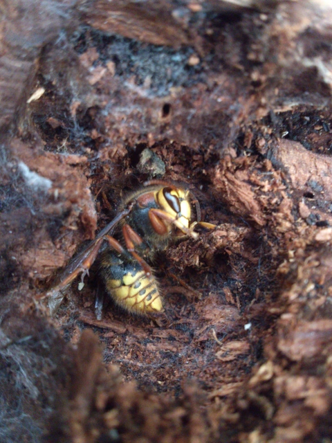 Vespa crabro - lódarázs