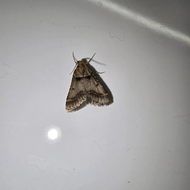 Stemmatophora brunnealis - barna fényilonca