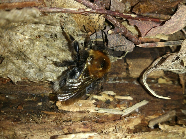 Hymenoptera - Hártyásszárnyúak