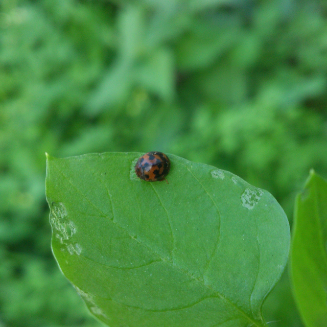 Subcoccinella vigintiquatuorpunctata - lucernaböde