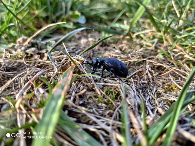 Meloe proscarabaeus - közönséges nünüke