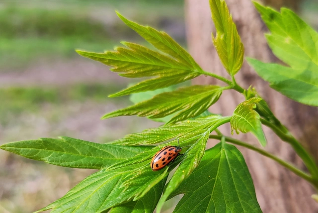 Chrysomela vigintipunctata - húszfoltos fűzlevelész