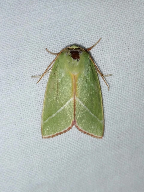 Pseudoips prasinana - bükkfa-zöldbagoly