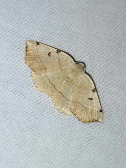 Eilicrinia trinotata - háromjegyű araszoló