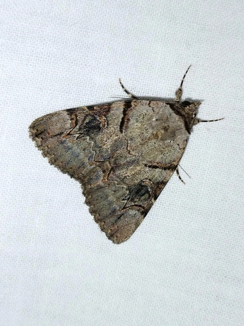 Catocala hymenaea - kökény-övesbagoly