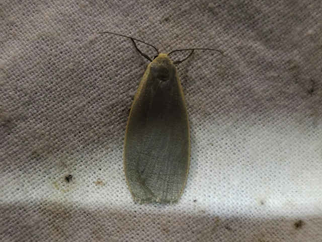 szürke zuzmószövő - Eilema griseola