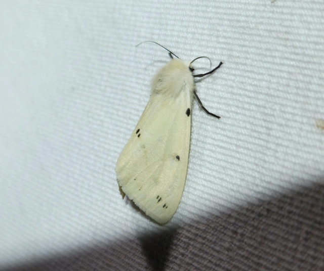 sárgás medvelepke - Spilarctia lutea