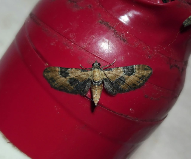 Eupithecia gueneata - téglavörös törpearaszoló Eupithecia gueneata - téglavörös törpearaszoló
