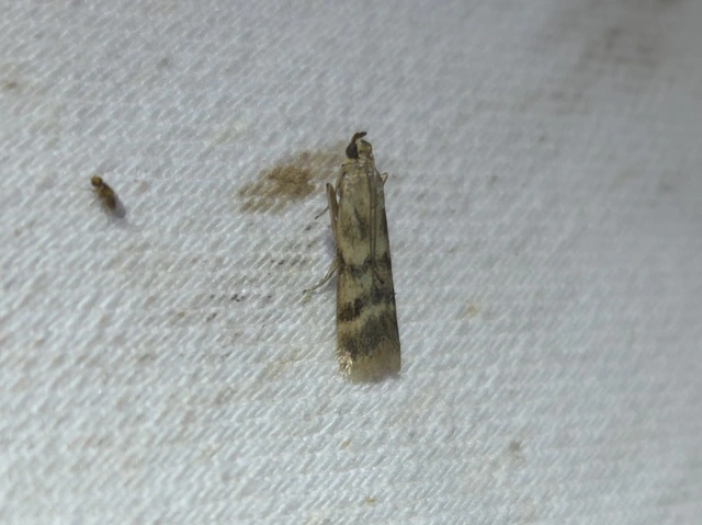 agyagsárga karcsúmoly - Homoeosoma sinuella