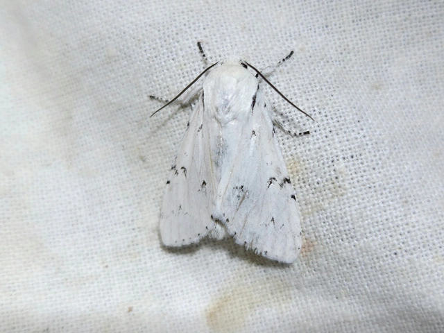 fehér szigonyosbagoly - Acronicta leporina