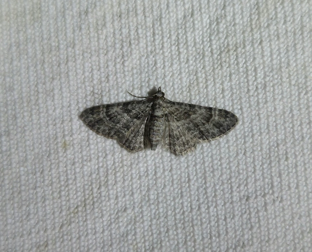 vöröscsíkos törpearaszoló - Gymnoscelis rufifasciata