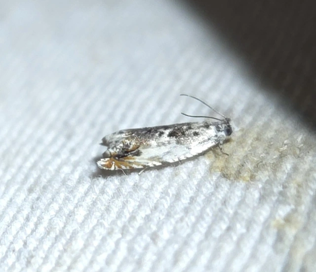 fehér horgasmoly - Ancylis laetana