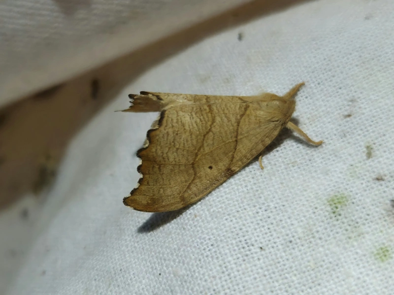 Falcaria lacertinaria - csipkés sarlósszövő