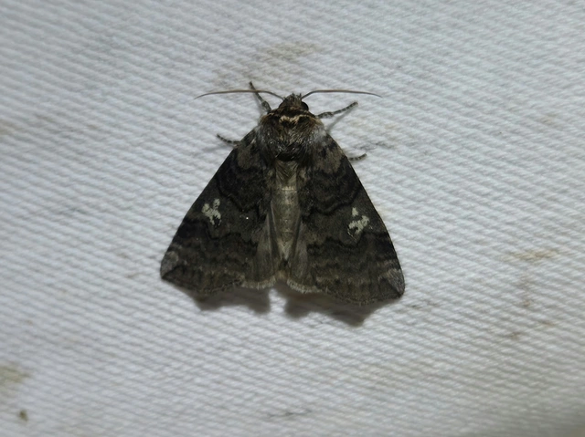 bélyeges pihésszövő - Tethea or