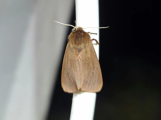 Phragmatobia fuliginosa - füstös medvelepke