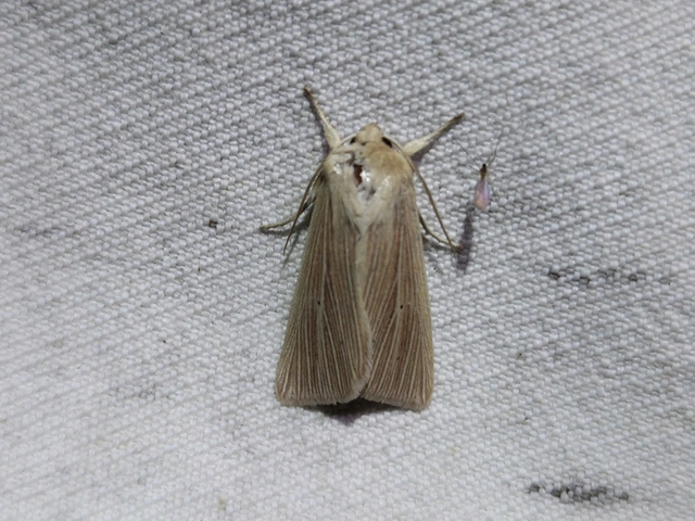 sápadt rétibagoly - Mythimna pallens