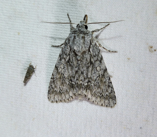 Acronicta aceris - vadgesztenye-szigonyosbagoly