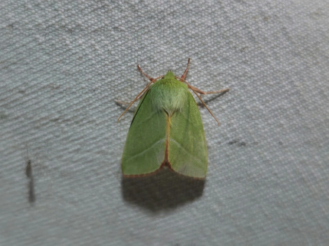 Pseudoips prasinana - bükkfa-zöldbagoly