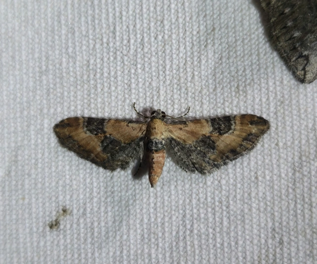 téglavörös törpearaszoló - Eupithecia gueneata