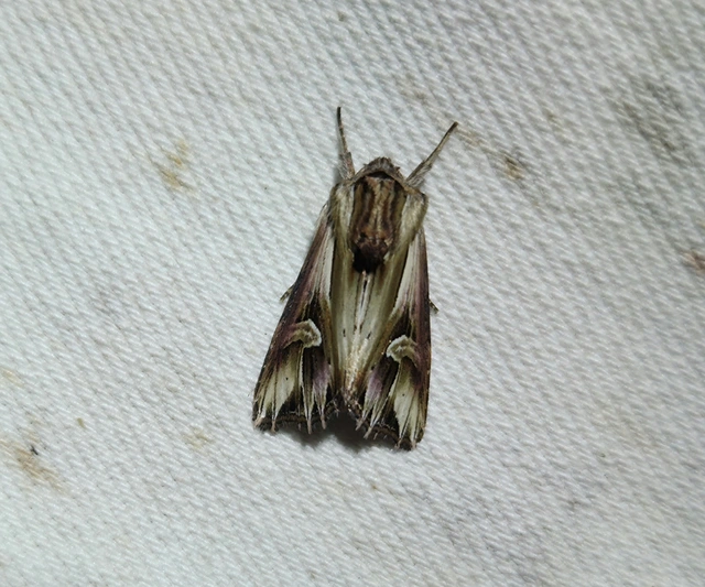 nagy sugarasbagoly - Actinotia polyodon