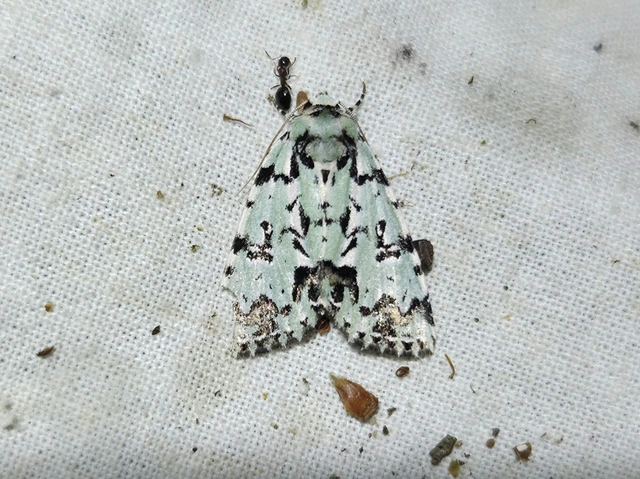 zuzmószínű zöldbagoly - Moma alpium