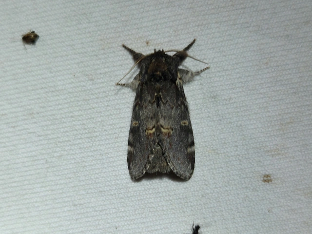 tevehátú púposszövő - Notodonta dromedarius