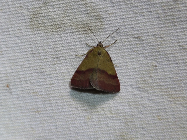 pirossávos bagoly - Phytometra viridaria