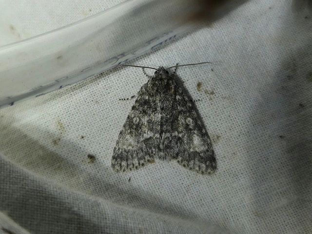 nagyfejű szigonyosbagoly - Acronicta megacephala