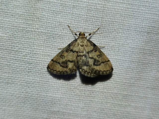 Metasia ophialis - kígyósávos tűzmoly