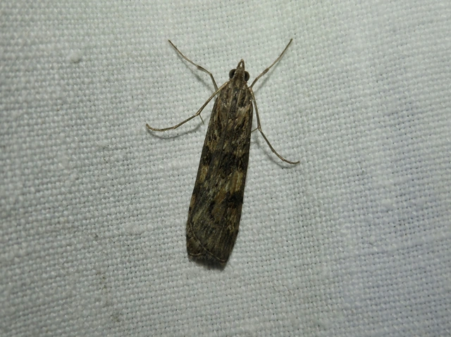 Nomophila noctuella - közönséges vándormoly
