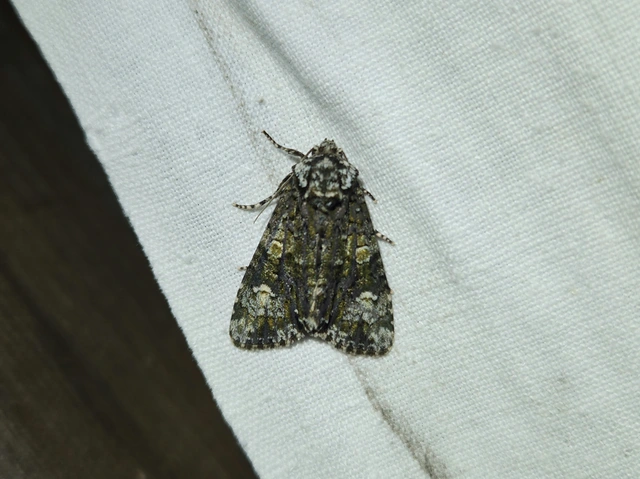 Craniophora ligustri - fagyalbagoly