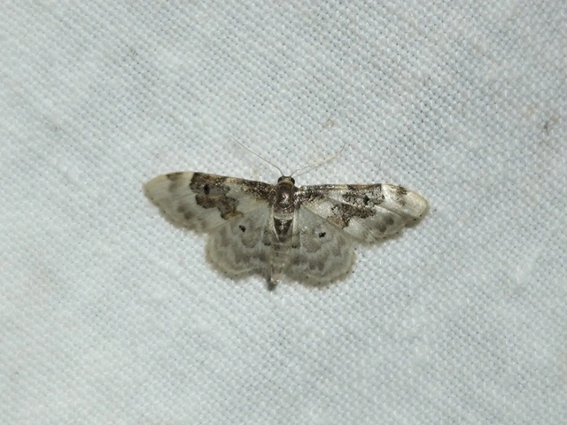 Idaea rusticata - tarka apróaraszoló