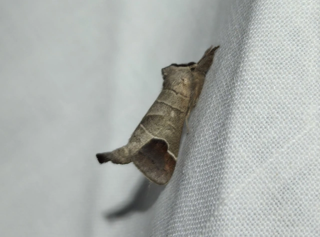 Clostera curtula - rövidszárnyú levélszövő