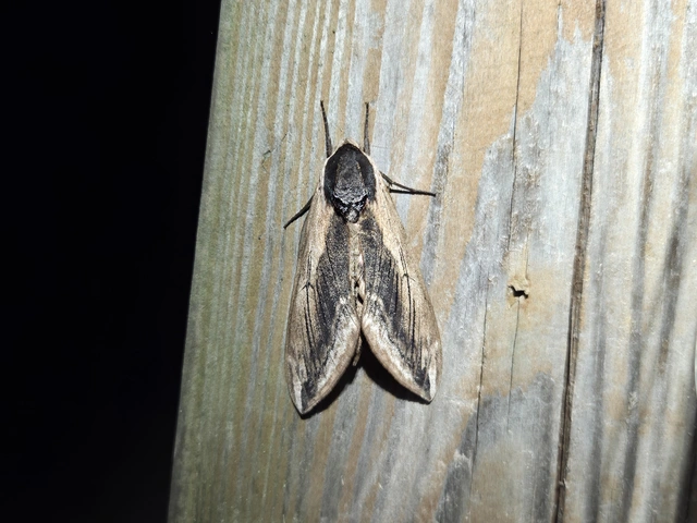 Sphinx ligustri - fagyalszender