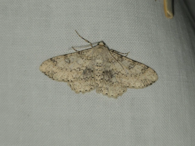 Ascotis selenaria - holdas faaraszoló