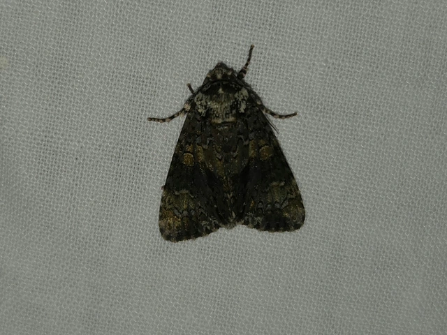 Craniophora ligustri - fagyalbagoly