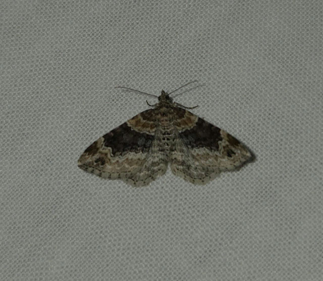 Xanthorhoe spadicearia - sávos tarkaaraszoló