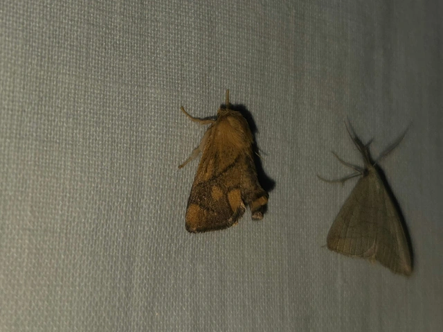 Apoda limacodes - kagylólepke