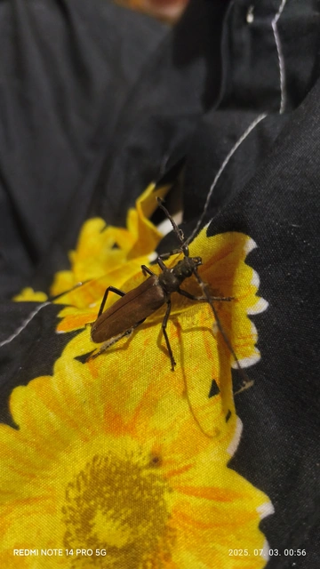 Aegosoma scabricorne - diófacincér