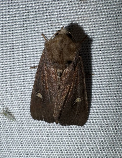 Helotropha leucostigma - mocsári nőszirombagoly